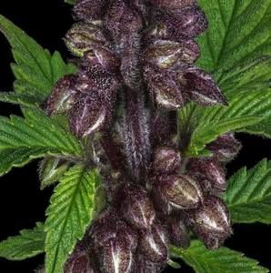 Meet your Posher, Craig